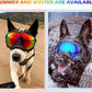 Medium Dog Sunglasses with Adjustable Strap UV Protection, Winproof Dog Puppy Sunglasses, Suitable for Medium Dog Pet Glasses, Dogs Eyes Protection,Soft Dog Goggles