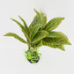 CNZ® Aquarium Fish Tank Green Lifelike Underwater Plastic Plant Aquatic Water Grass Decor (10-inch (W) x 8-inch (H))