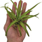 Air Plants - Tillandsia Capitata (Peach), Large 5-7” - 1 ct - Live Arrival Guaranteed - House Plants for Home Decor & Gift
