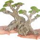 Novelsite Fish Tank Decor- Bonsai Trees with Faux Moss- Aquarium Rocks Aquascaping- Made of Sandstone, Goldfish Betta Fish Tank Decorations Hides Accessories