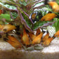 Aquatic Foods Inc. Wafers 3.5mm - 1/8" Intense Color Enhancing Sinking Micro Wafers for All Tropical Fish, Cichlids, Catfish, Plecos, All Bottom Fish, Shrimp, Snails, Crabs, …11oz Small Jar