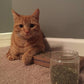 Purple Haze Catnip, Premium Blend Safe for Cats, Infused with Maximum Potency Your Kitty is Sure to Go Crazy for (1 Cup)