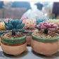 10 lbs Maifanitum Stones for Succulent,1/4 Inch Decorative Rocks for Indoor Plants, Bonsai, Soil Cover. Small Stones for Water Drainage and Plant Growth
