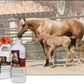 UltraCruz Equine Foaming Horse Shampoo with Travel Applicator and Refill Bundle, 32 oz Each
