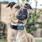 Dogline Biothane Waterproof Dog Collar with Quick Release Buckle Strong Coated Nylon Webbing with Odor- Proof for Easy Care Easy to Clean Fits Small Medium or Large Dogs, Dogline Blue 1" W 15-23" L