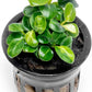 Anubias Live Aquarium Plants - Potted Freshwater Plant for Fish Tanks, Terrariums - Beginner Friendly Low Light (Stardust Mini, 1 Pot)