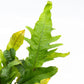Java Fern Live Aquarium Plants – Windelov, Narrow Leaf & More– Easy Aquascaping Plants for Freshwater Tanks, Low Light, No CO₂ (Java Fern Lionfish on Nutripad)