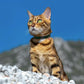 Breakaway Cat Collar Leather with Removable Bell - 13 Colors Available - Soft Adjustable Girl Boy Safety Lightweight Pet Kitten Collars Pink Brown Blue Green Red Orange Black (Cognac)