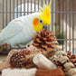 Kyouki Bird Toys Parrot Toys Natural Bird Foraging Box Foot for Parakeets,Cockatiels,Conures,Love Birds,and Other Small to Medium Birds (Medium)