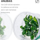 Ultum Nature Systems Anubias Barteri Tissue Culture Live Plant for Aquarium, Aquascape, Freshwater Fish Tanks - 100% Snail Free in Vitro
