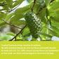 Samcci - Soursop Leaves Tea Bags, 40Teabags, 1.5g/bag, 100% Pure Sour Sop Graviola leaves Tea - Hojas De Guanabana Tea - Improve Digestion - Promotes Skin Health - Non-GMO - Caffeine-Free