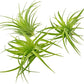 Live Air Plants - Tillandsia Geminiflora 1-3" - 3ct – ragnaroc Live Indoor Plant - Live Arrival Guaranteed - House Plants for Home Decor & Gift
