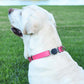 Dogline Biothane Waterproof Dog Collar with Herm Sprenger Black Stainless Steel Quick Release Buckle – Heavy Duty Tactical Durable Collar for Dogs – Comfortable and Safe Pet Collar W 1" L 15-25" Pink