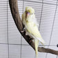 Parrot Perch Stand Bird Cage Stand Pole Natural Wild Grape Stick Grinding Paw Cage Accessories for Parakeet Cockatiels Budgies Conure Lovebirds Platform (S-Shaped)