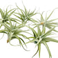 Live Air Plants - Tillandsia Albida 3-5" - 5ct – ragnaroc Live Indoor Plant - Live Arrival Guaranteed - House Plants for Home Decor & Gift