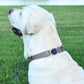 Dogline Biothane Waterproof Dog Collar with Herm Sprenger Stainless Steel Quick Release Buckle – Heavy Duty Tactical Durable Collar for Dogs – Comfortable and Safe Pet Collar, W 1" L 15-25", Gray