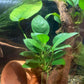 4X Anubias Nana Petite Potted Aquarium Live Plant for Fish Tank Decoration