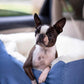 Snoozer Dog Car Seat, Lookout I Dog Booster Car Seat for Small Dogs Under 25lbs, Size: Medium, Fabric: Denim Diamond, Pet Car Seat to Alleviate Car Sickness for Dogs, Removable Machine Washable Cover