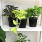 Essential Houseplant Collection (4PK) Live Plants Indoor Plants Live Houseplants in Plant Pots, Easy House Plants Indoors Live, Snake Plant, Pothos in Potting Soil, Clean Air Plants by Plants for Pets