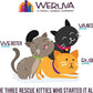 Weruva B.F.F. Play - Best Feline Friend Paté Lovers, Aw Yeah!, Turkey & Tuna Tweet Me! with Turkey & Tuna, 2.8oz Can (Pack of 12)