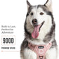 2025 New Edition, Fei & Eve MagEase Dog Harness - 3-Second Magnetic Buckles | 3-Point No-Pull Control | Heavy-Duty 900D Nylon | Dual Safety Handles | Breathable Mesh | Adjustable Fit | Small, Pink