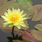 Live Hardy Water Lily Tubers Rhizomes Bulb Seed Nymphaea Aquatic Pond Plants Water Gardens Pre-Grown Flower in White Pink Red Yellow Orange Blue Purple (1, Yellow Hardy Pond Lily)