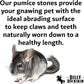 Chinchilla Chew Toys, Pumice Chew Blocks, Lava Block for Hamster, Rat, Mice, Degus, Gerbils, Small Animal Toys, Guinea Pigs, Rabbit Toy, Bunny Toy by Billy Buckskin (Pack of 6)Mined in USA