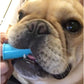 H&H Pets Dog Finger Toothbrushes - Professional Pet Finger Dental Brush Set for Dogs Puppies Cats, Soft Bristles, Size Large 8 Count