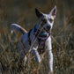 Embark Adventure Dog Harness, No-Pull Reflective Trim Dog Harness for Small, Medium & Large Dogs - Heavy Duty Oxford, 2 Leash Clips & Gel Lined Handle. Soft & Padded Puppy Dog Vest for Any Breed