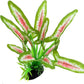 Silk Aquarium Plants for Betta Fish Tank, 2 Pcs 8 Inch Small Silk Aquarium Plant Aquatic Water Grass Decoration (Green-Wine, 8 Inch)