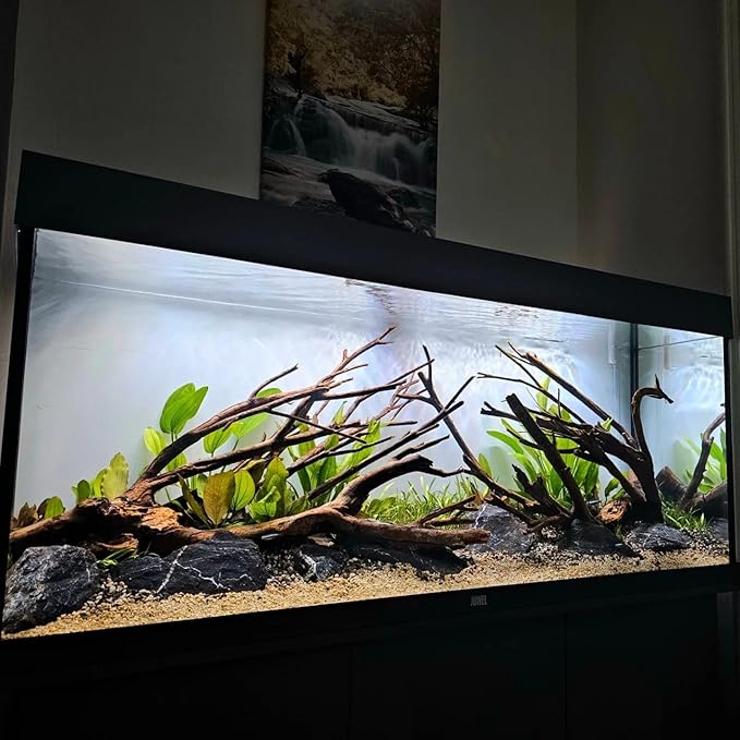 Amazon Sword Echinodorus Bleheri Live Plant for Freshwater Aquariums, Natural Fish Tank Decorations, and Aquatic Decor (3 Pots (6-9 Plants))