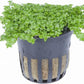 Foreground Potted Live Aquarium Plants | Freshwater Aquatic Plants for Aquariums (Potted Dwarf Baby Tears, 5 Pack)