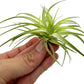 Live Air Plants - Tillandsia Geminiflora 1-3" - 1ct – ragnaroc Live Indoor Plant - Live Arrival Guaranteed - House Plants for Home Decor & Gift