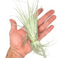 Live Air Plant - Tillandsia Gardneri 5-7” - 5ct - ragnaroc Rare Collectors Indoor Tropical Plant - Live Arrival Guaranteed - House Plants for Home Decor & Gift