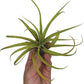 Air Plants - Tillandsia Capitata (Peach), Large 5-7” - 1 ct - Live Arrival Guaranteed - House Plants for Home Decor & Gift