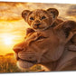 Large Lion Wall Art Lion and Lioness Canvas Living Room African Wildlife Animal Pictures Framed Prints Oversize Wall Decor Painting Artwork for Bedroom Dining Office Home 60"x30"