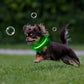 Flashseen LED Cat Collar,Light Up Dog Collar Rechargeable, Dog Lights for Night Walking, Comfortable Soft Mesh Pet Collar Adjustable for Cats Puppy and Small Dogs(Neon Green, XS)