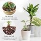 5 lbs Succulent Cactus Soil Potting Mix,1/4 inch Pumice Pebbles Mix Horticultural Lava Rock for Indoor Plants, Bonsai, Orchid