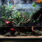 Anubias Live Aquarium Plants - Potted Freshwater Plant for Fish Tanks, Terrariums - Beginner Friendly Low Light (Congensis, 1 Pot)