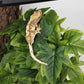 Reptile Plants for Terrarium, Amphibian Habitat Decor Artificial Hanging Plants with Suction Cup - Fake Sweet Potato Vine