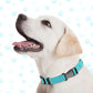 9 Pieces Adjustable Dog Collar for Animal, Soft Nylon Pets Puppy Collar with Quick Release Buckle Holder Bulk for Dogs Walking Running Training(Medium,Bright Colors)