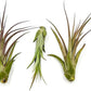 Live Air Plant – Tillandsia Capiput, Jumbo 6-9” - 5 ct - Live Arrival Guaranteed - House Plants for Home Decor & Gift