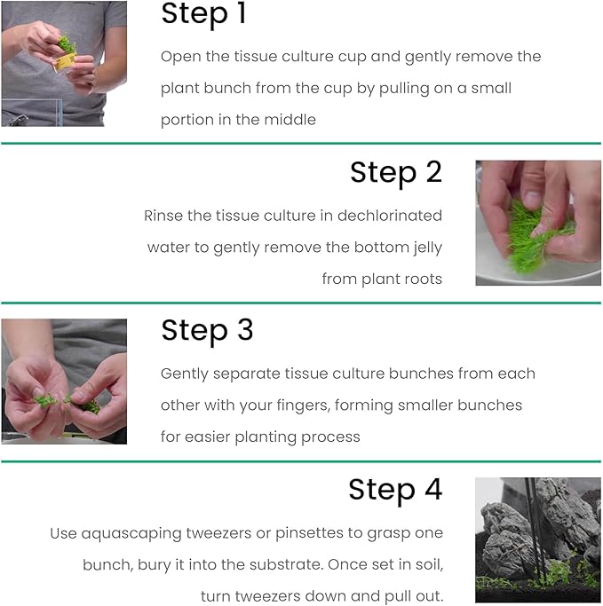 Ultum Nature Systems Cryptocoryne Wendtii Tropica Tissue Culture Live Plant for Aquarium, Aquascaping, Freshwater Fish Tanks - 100% Snail Free in Vitro
