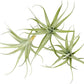 Live Air Plants - Tillandsia Albida 3-5" - 3ct – ragnaroc Live Indoor Plant - Live Arrival Guaranteed - House Plants for Home Decor & Gift