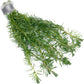 Live Aquarium Stem Plants - Freshwater Aquatic Plant for Fish Tanks, Aquascaping - (Rotala Bossii, 1 Bunch)
