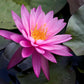 Live Hardy Water Lily Tubers Rhizomes Bulb Seed Nymphaea Aquatic Pond Plants Water Gardens Pre-Grown Flower in White Pink Red Yellow Orange Blue Purple (1, Pink Hardy Pond Lily)