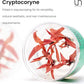Ultum Nature Systems Live Tissue Culture - Cryptocoryne Albida 'Red' - Moderate - Low to Medium Light - Pink and Red Accent - Foreground to Midground - 100% Snail Free Grown in-Vitro - Regular Cup