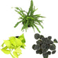 Essential Houseplant Collection (3PK) Live Plants Indoor Plants Live Houseplants in Plant Pots, Easy House Plants Indoors Live, Snake Plant, Pothos in Potting Soil, Clean Air Plants by Plants for Pets