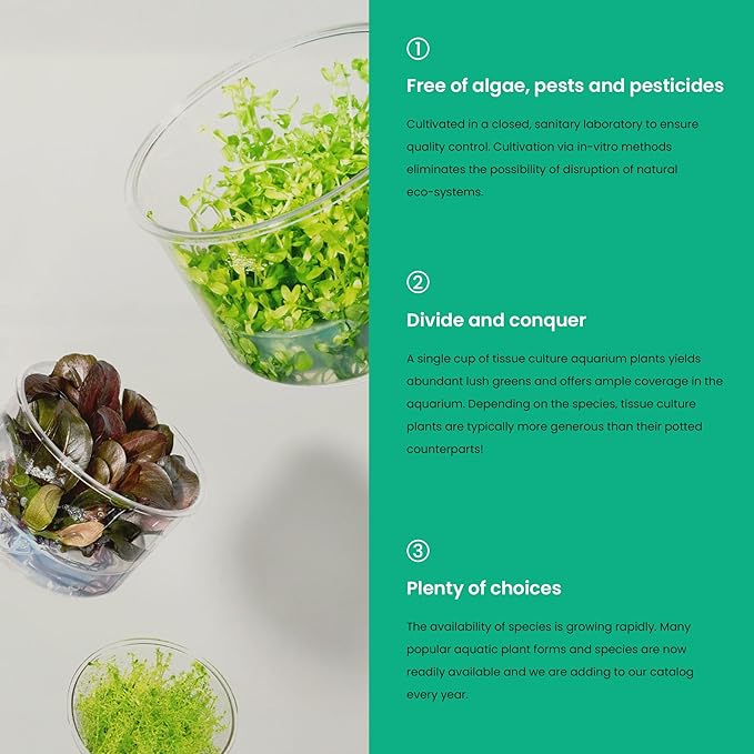 Ultum Nature Systems Cryptocoryne Parva Tissue Culture Live Plant for Aquarium, Freshwater Fish Tank, Aquascaping - 100% Snail Free in Vitro