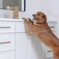 Dog Toothbrush I 4-Pack Two Sided Bamboo Toothbrush for Small and Large Dogs & Cats I Soft Bristles Gentle for Easy Dog Teeth Brushing & Dental Care